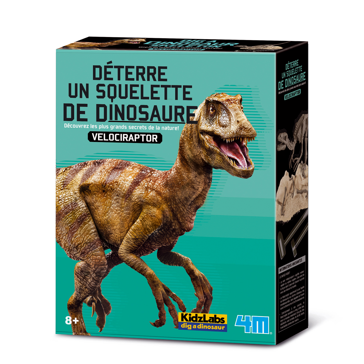 Déterre Un Squelette De Vélociraptor St Barthelemy